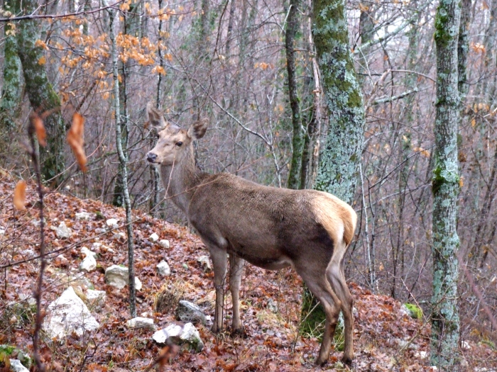 Ancora cervi